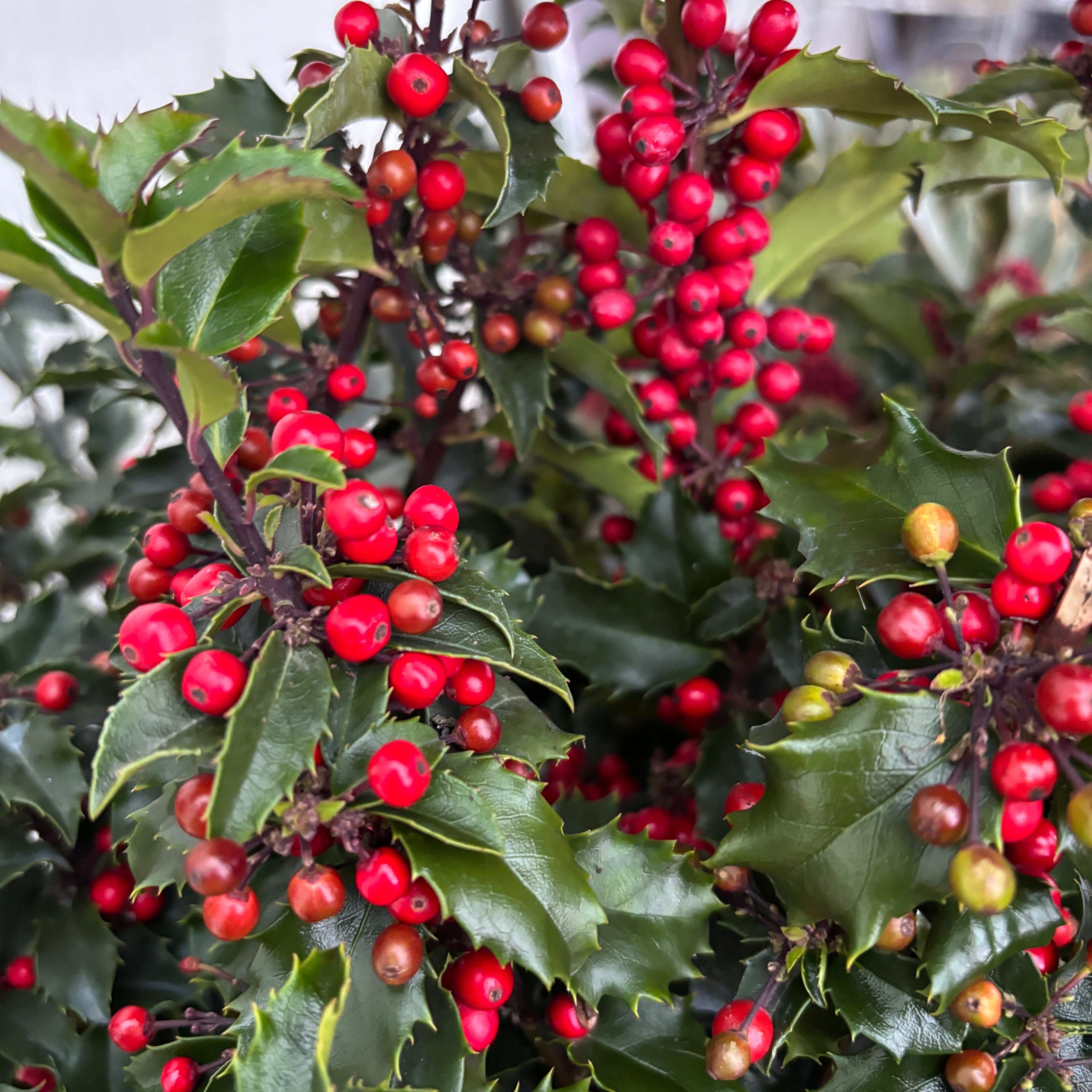 Ilex meserveae – arbust vesnic verde cu fructe rosii decorative