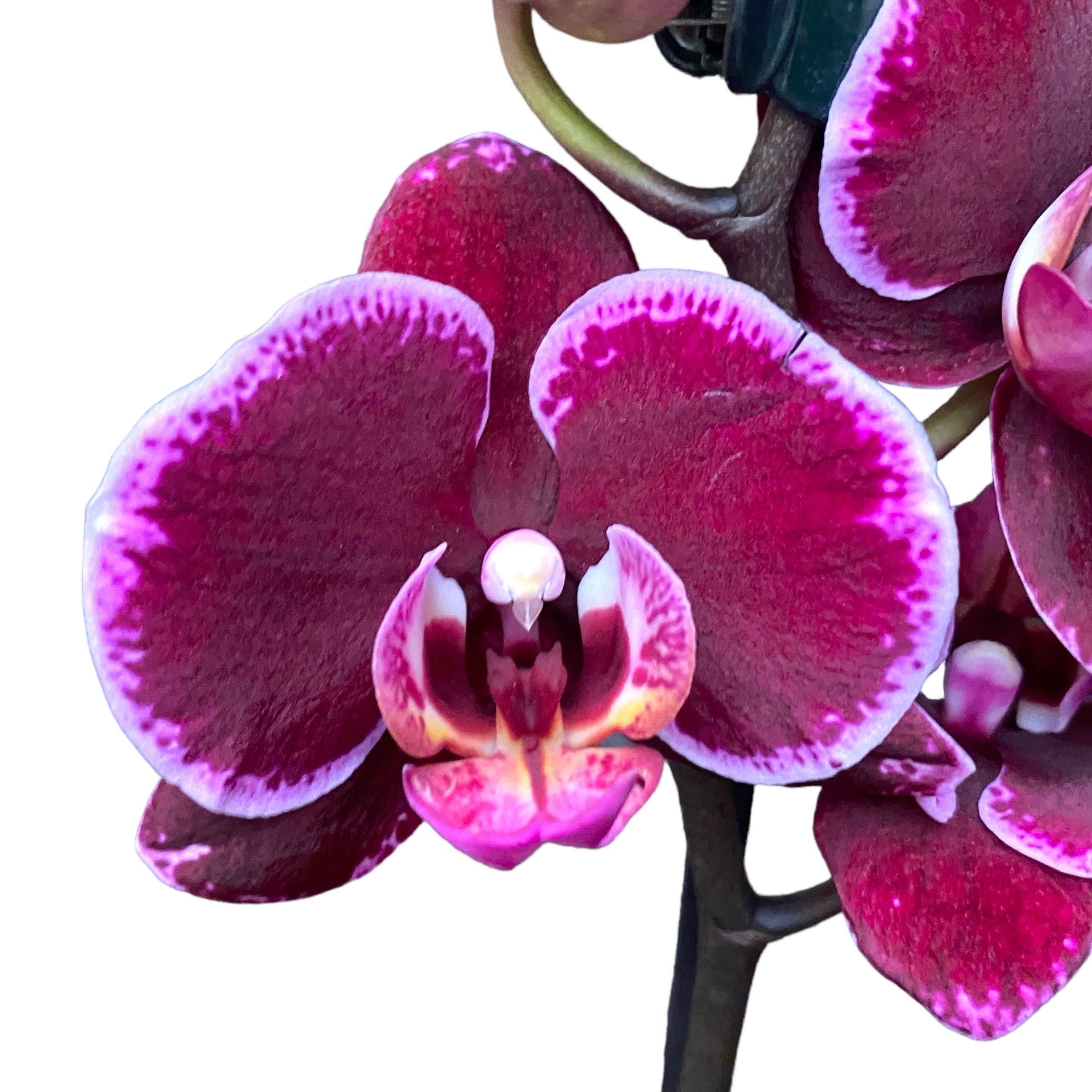 Phalaenopsis Debora
