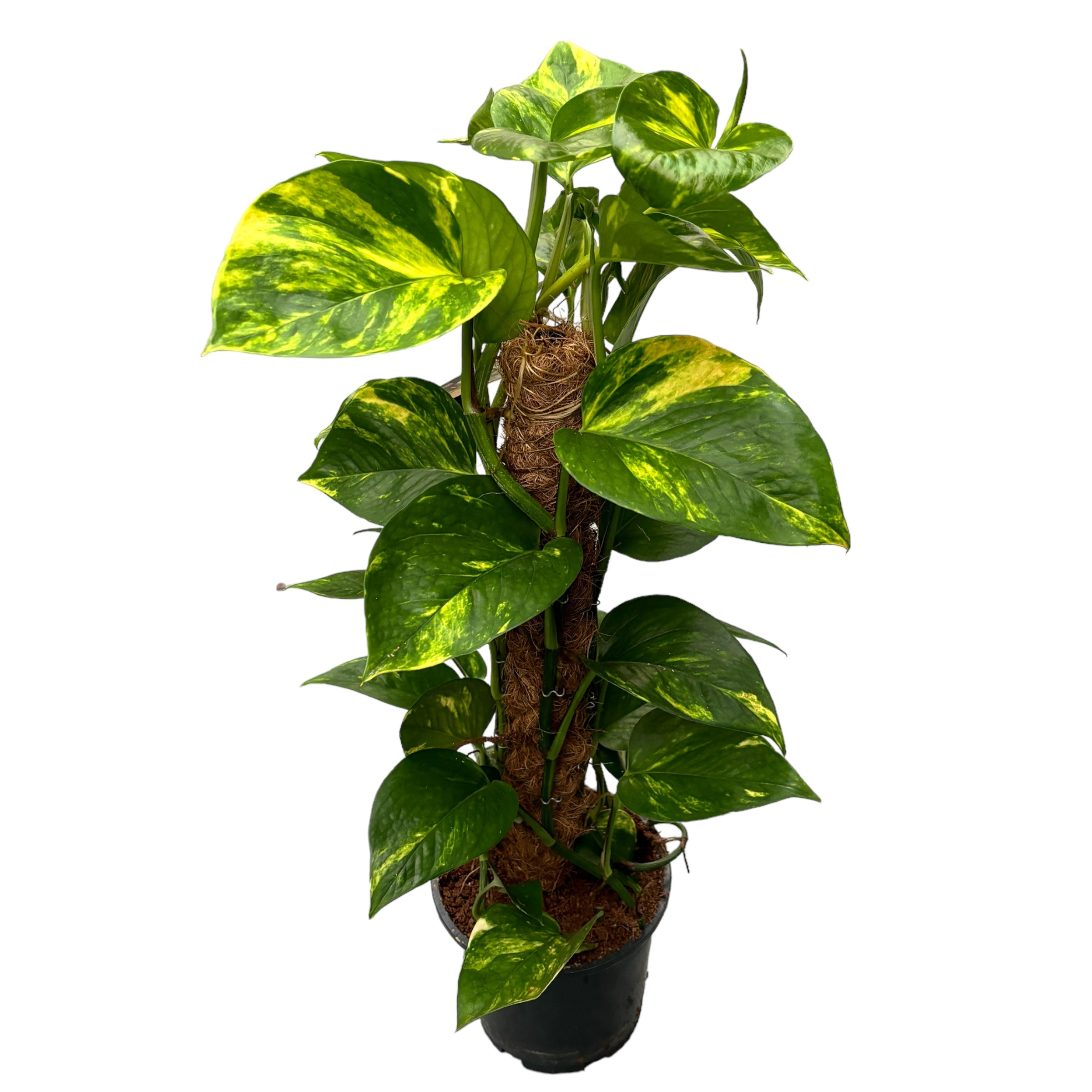 Epipremnum aureum 'Golden' - Coada Dragonului