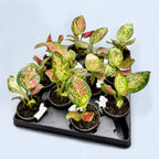 Aglaonema 'Red Valentine' (Babypflanze)