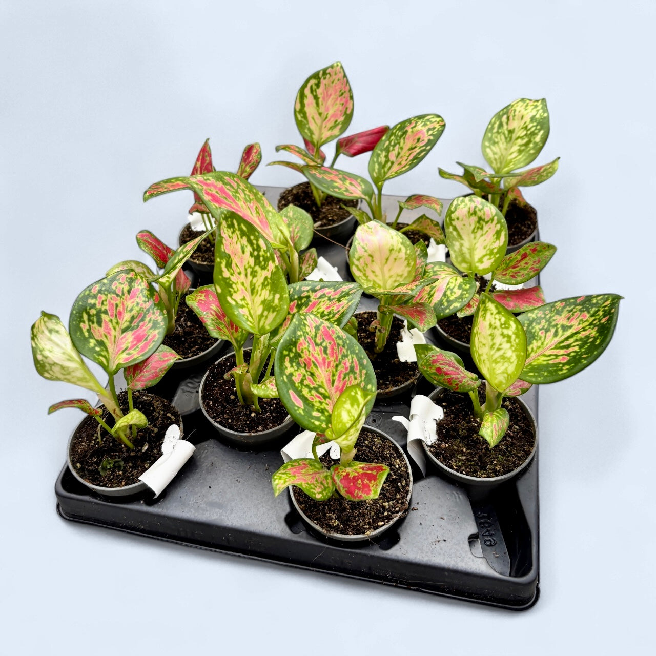Aglaonema 'Red Valentine' (babyplant)