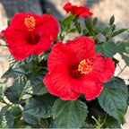 Hibiscus rosa-sinensis ‘Sunny Bordeaux’ - japonski vrtnici