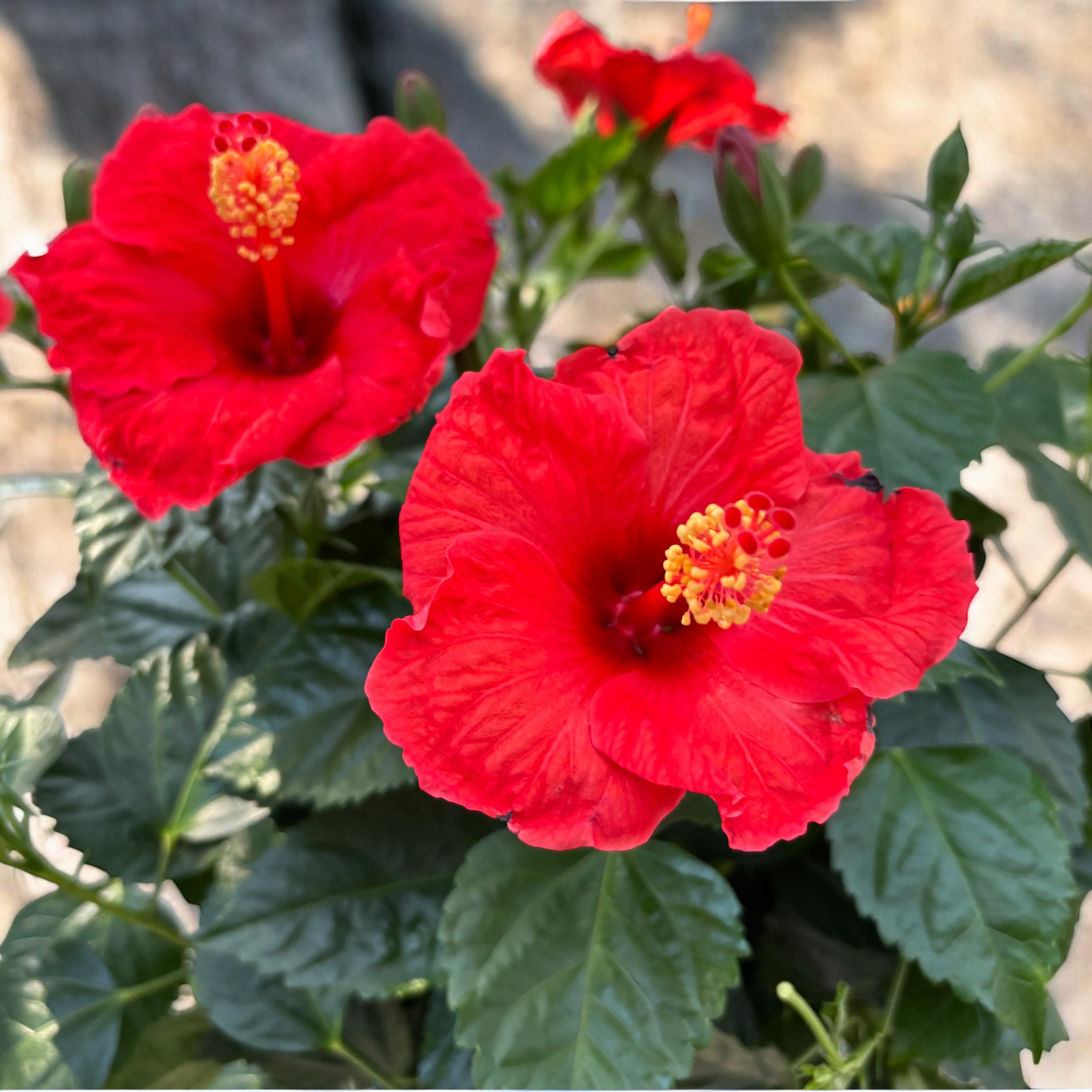 Hibiscus rosa-sinensis ‘Sunny Bordeaux’ - Japanese roses