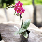 Phalaenopsis Amorion (silver leaves) - flori intens parfumate