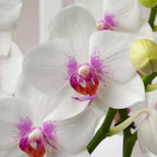 Phalaenopsis Passione - Prima Piano