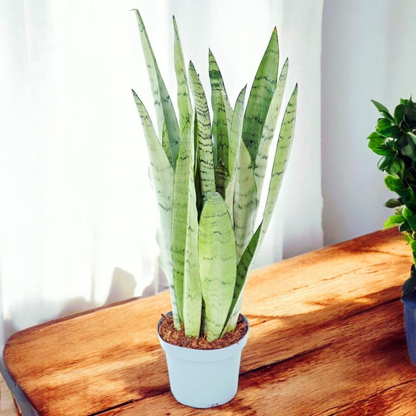 Sansevieria Spearmint