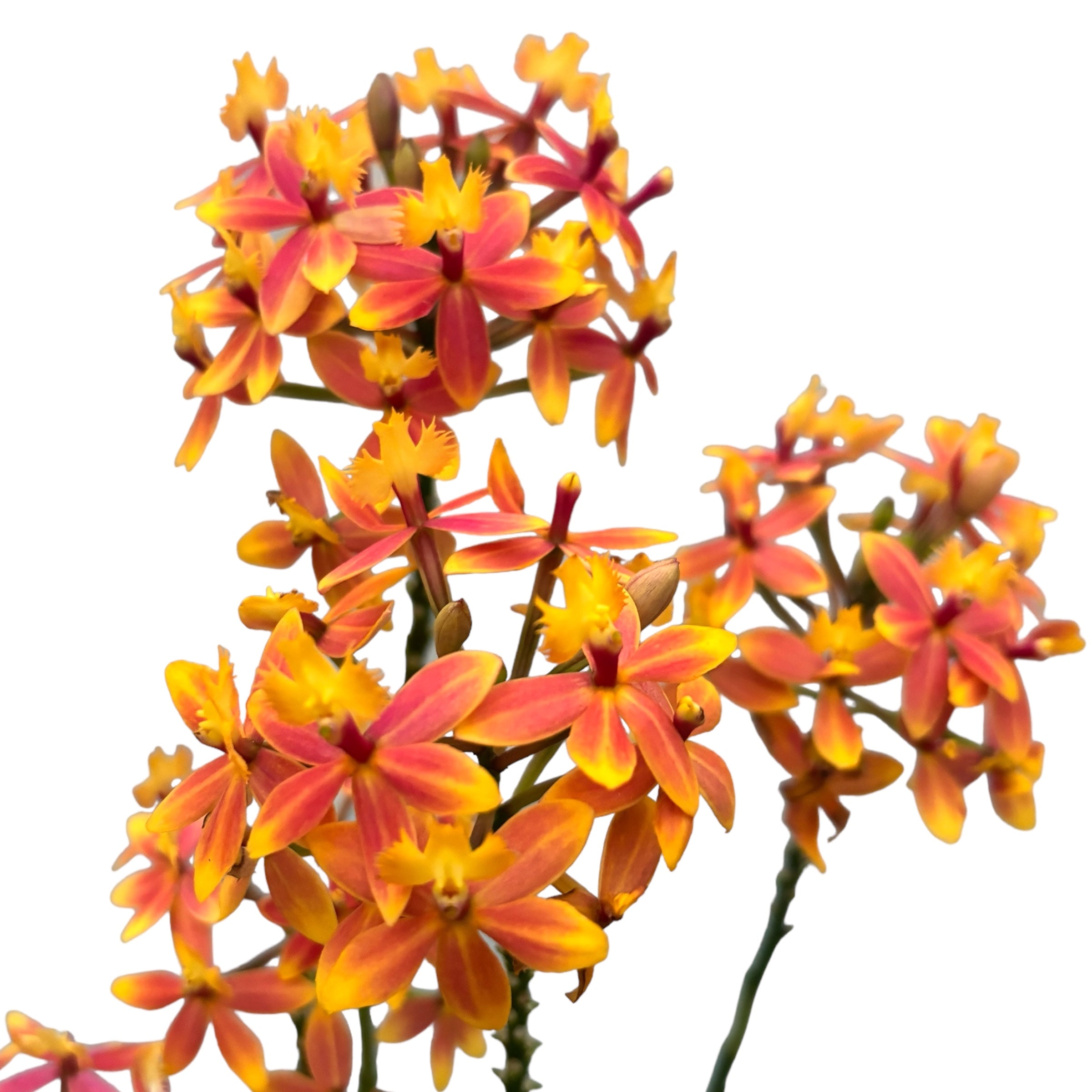 Epidendrum radicans - unikt exemplar