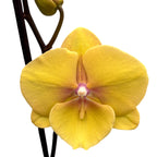 Phalaenopsis KS Big Stone (Gloria) big lip