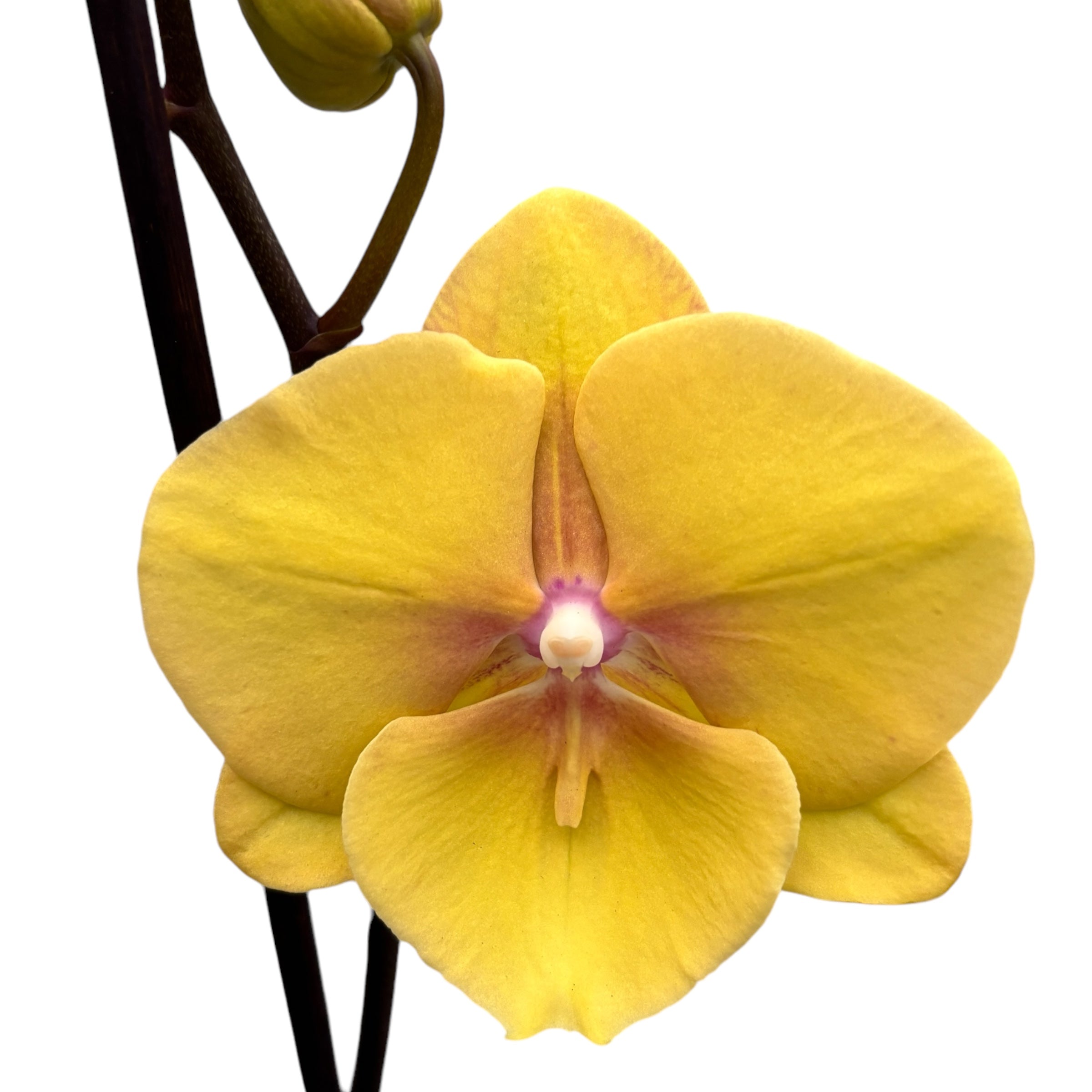 Phalaenopsis KS Big Stone (Gloria) big lip