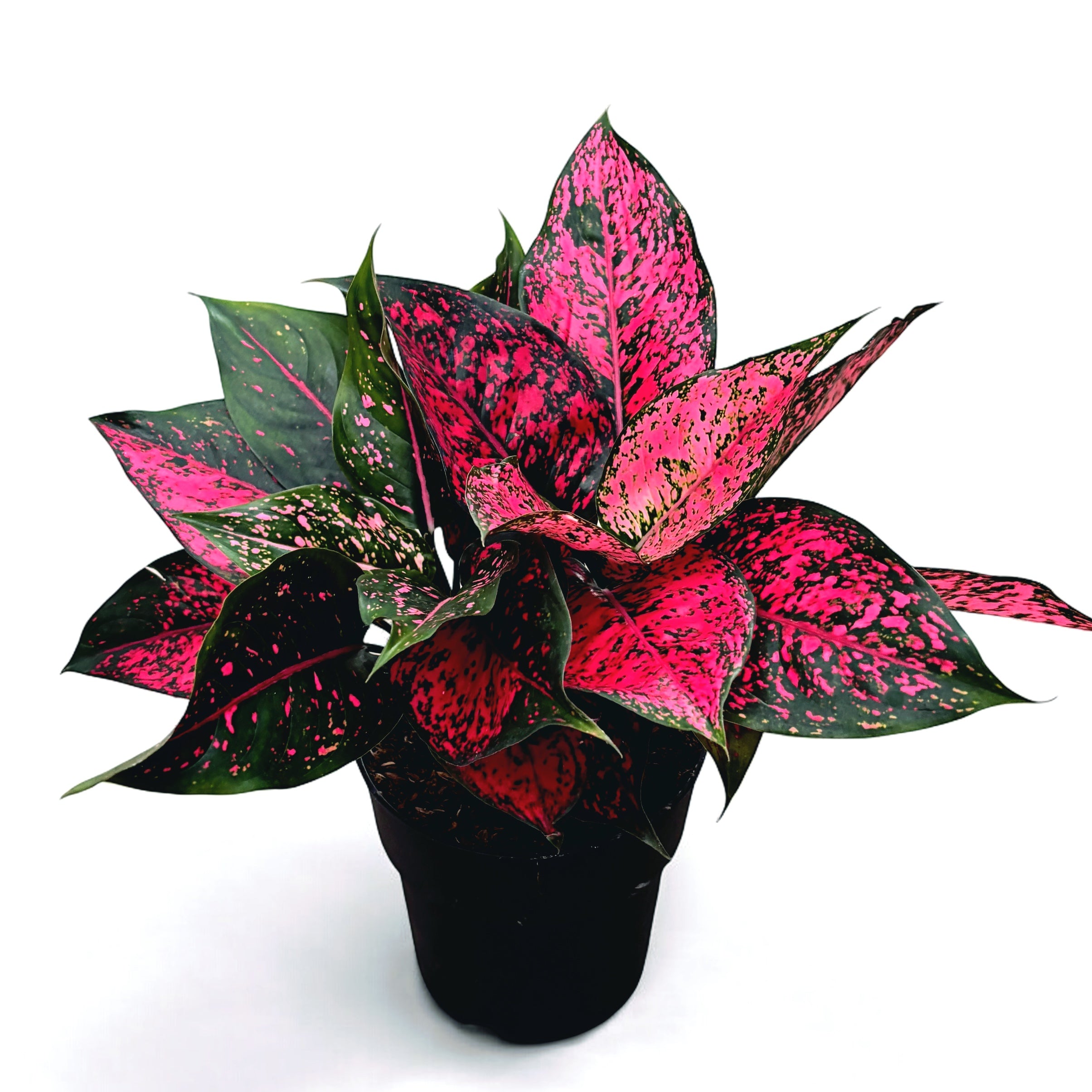 aglaonema cvijet Aglaonema 'Spicy Pink' 2pp