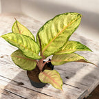 Aglaonema 'Corn Silk’