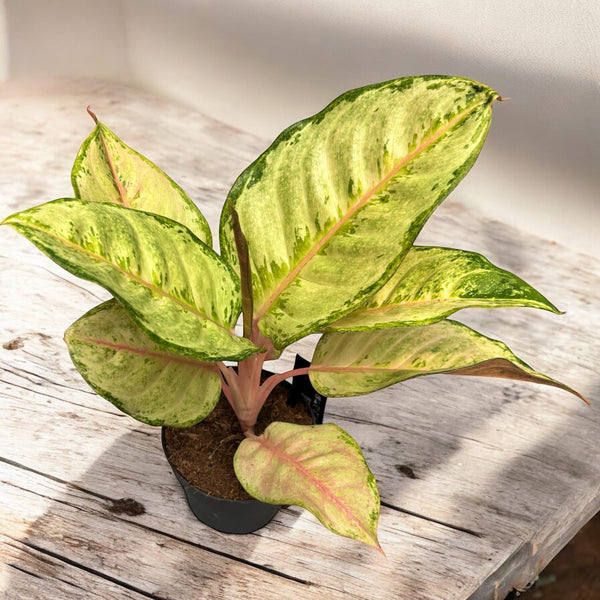 Aglaonema 'Corn Silk'