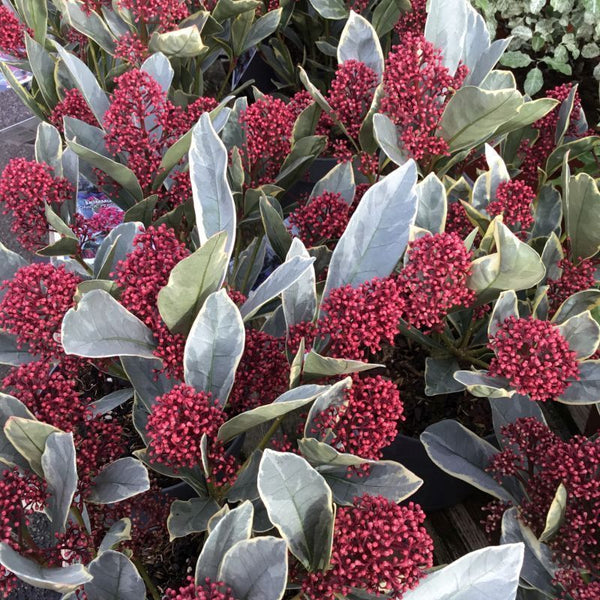 Skimmia japonica 'Perosa' - frunze variegate (liliac japonez)