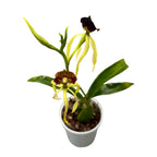Encyclia (Prostechea) Green Hornet