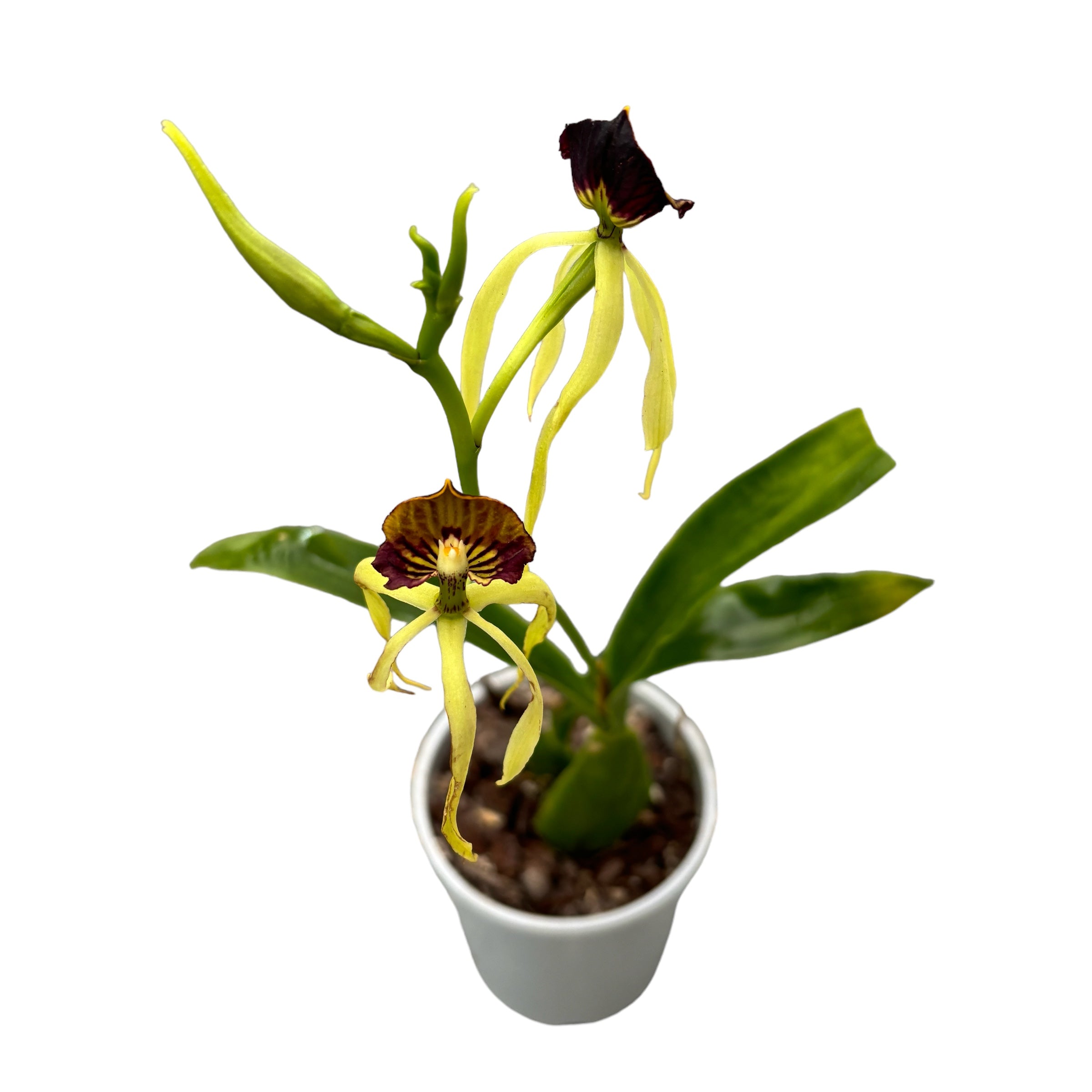 Encyclia (Prostechea) Green Hornet