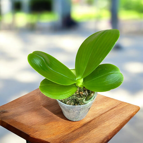 Phalaenopsis LD Sun Dragon - illatos