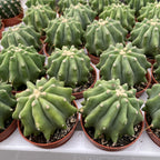 Ferocactus glaucescens f. inermis