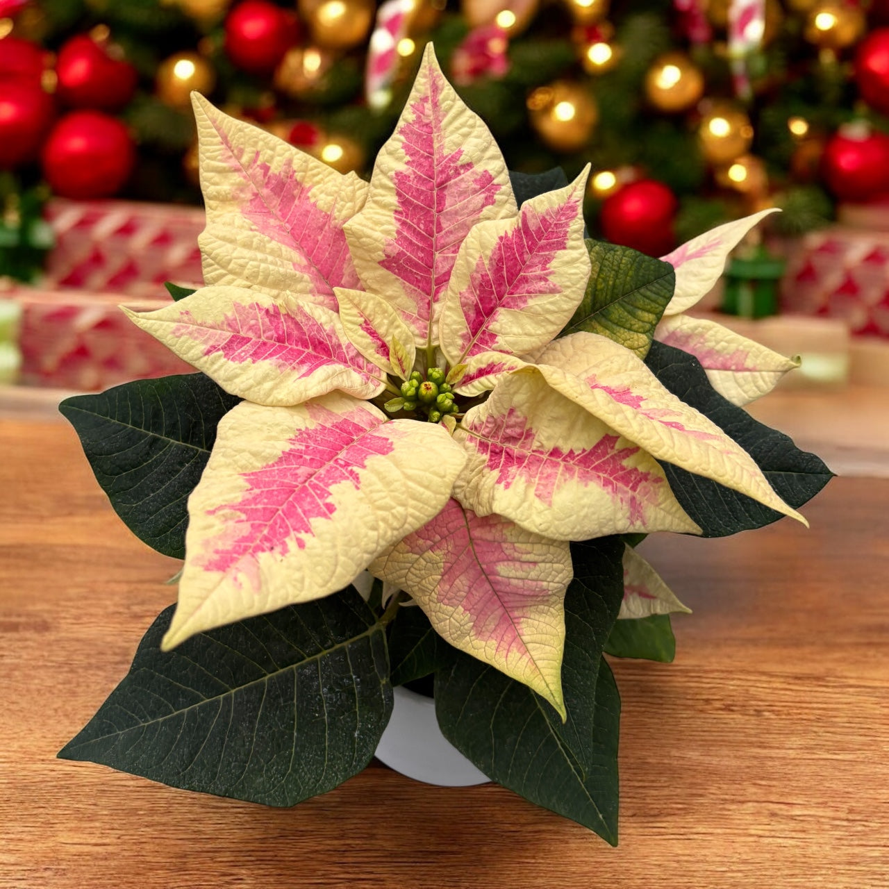 Euphorbia pulcherrima ‘Mars Marble’- craciunita cu bractee marmorate, in nuante elegante de rosu si crem