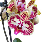 Phalaenopsis Mariola