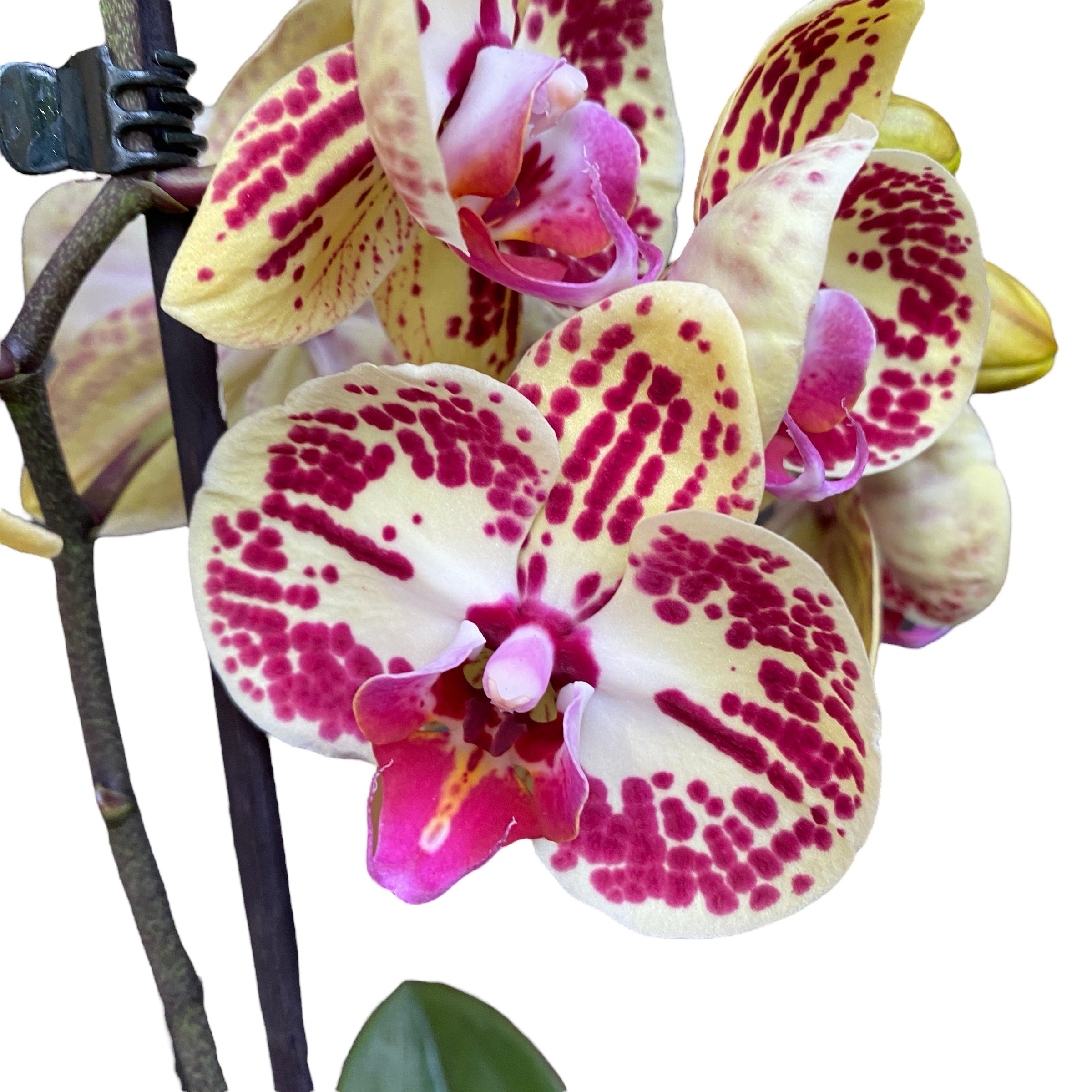 Phalaenopsis Mariola