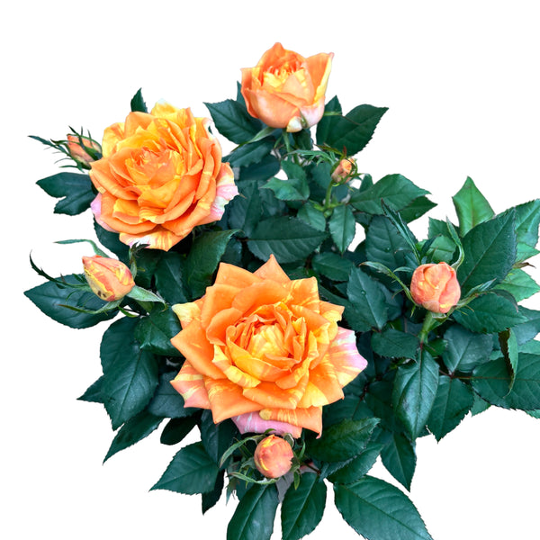 Rosa Kordana® Grande Maracuja - large and fragrant flowers