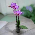 Phalaenopsis Toshi