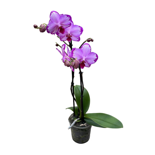 Phalaenopsis Toshi