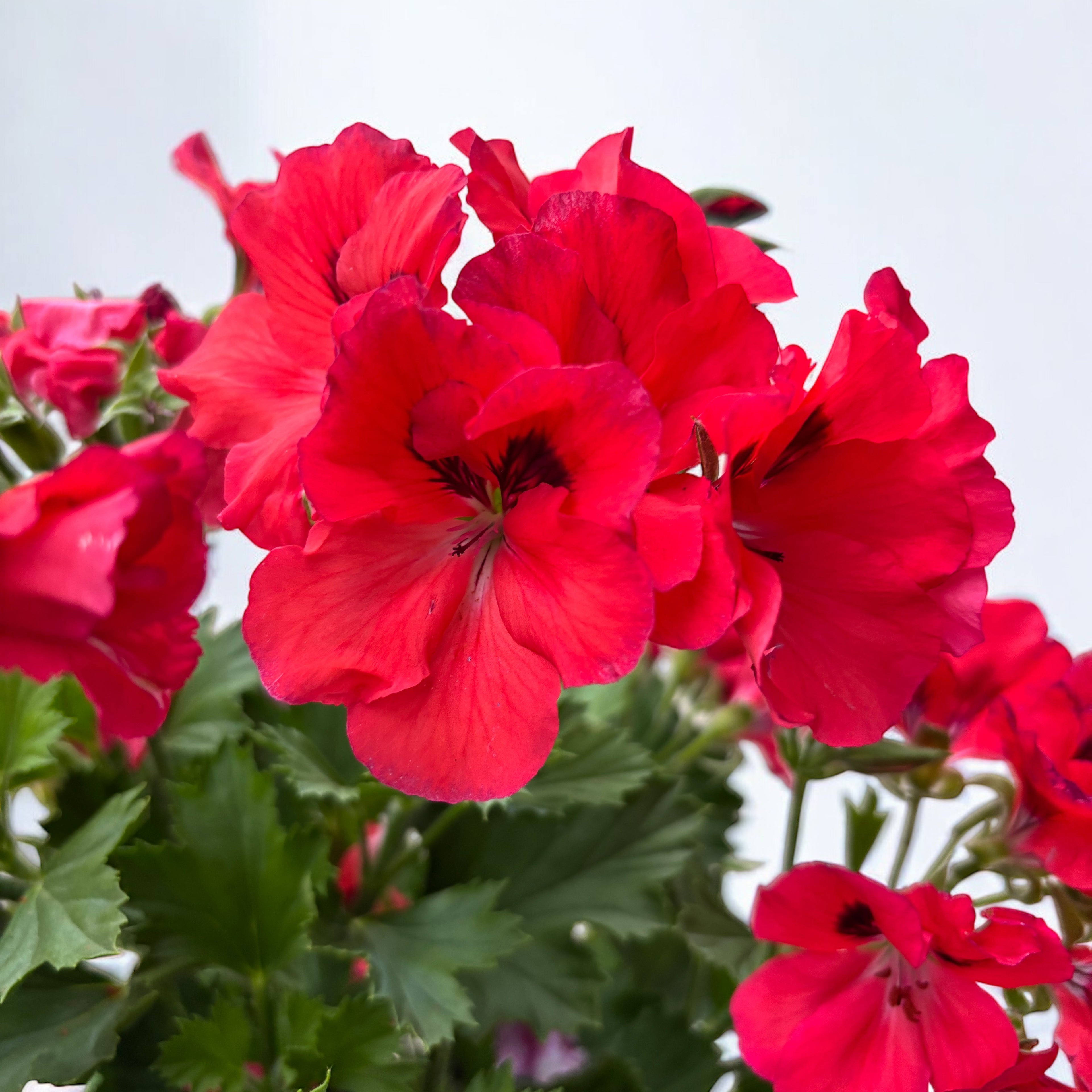 Pelargonium Grandiflorum 'Elegance Anna’ (muscate englezesti)