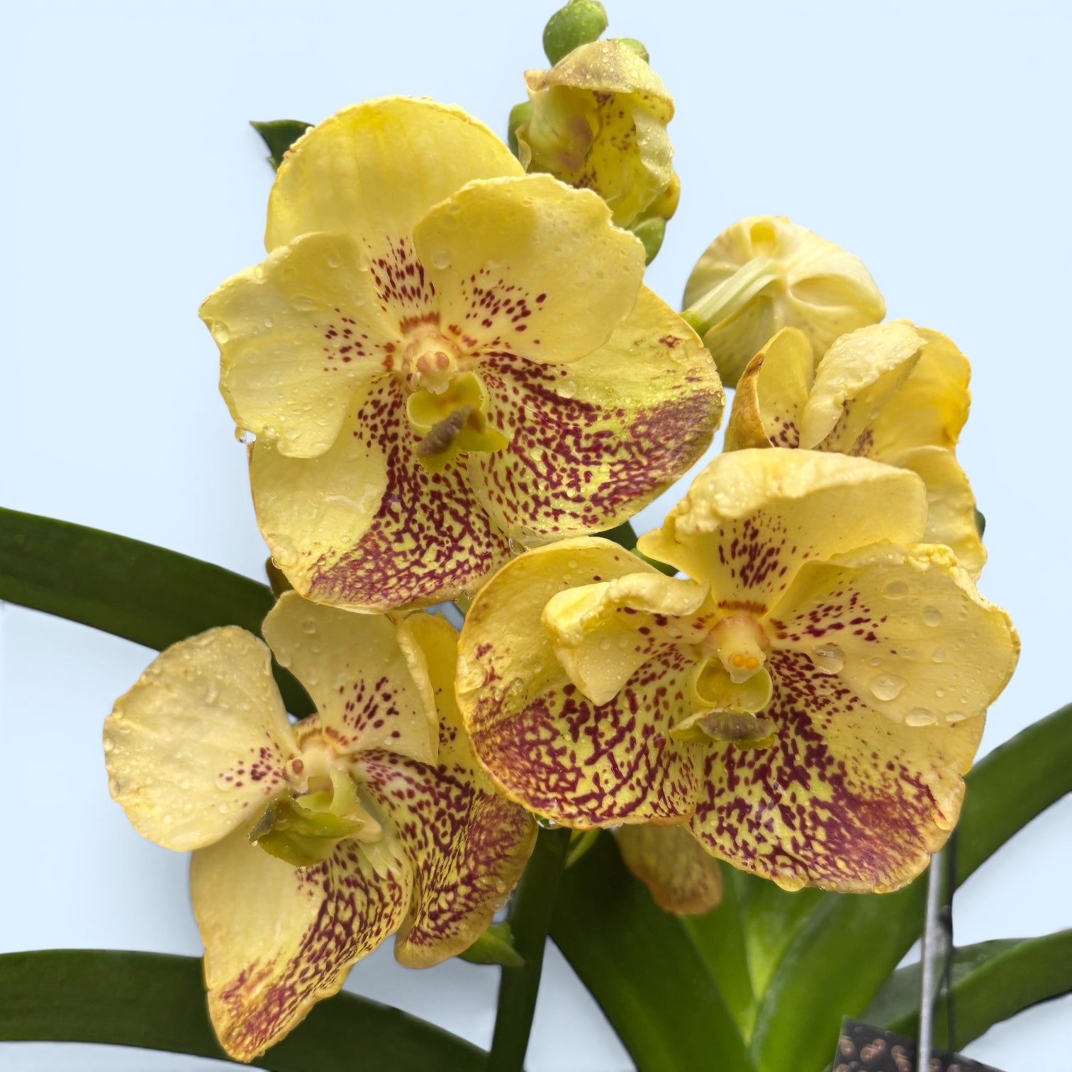 Vanda Sunanda Yellow Henna (ANSU)