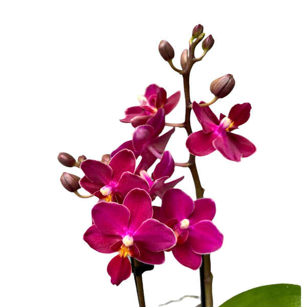 Phalaenopsis Aromio Fruity (Sogo Perfume) - intensely fragrant flowers