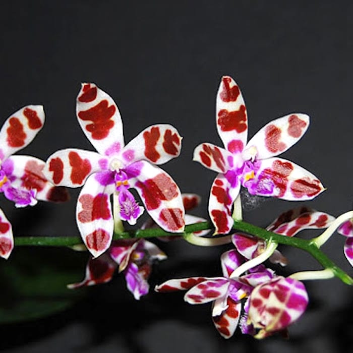 Phalaenopsis mariae