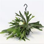 Platycerium bifurcatum (Szarvasagancs páfrány)