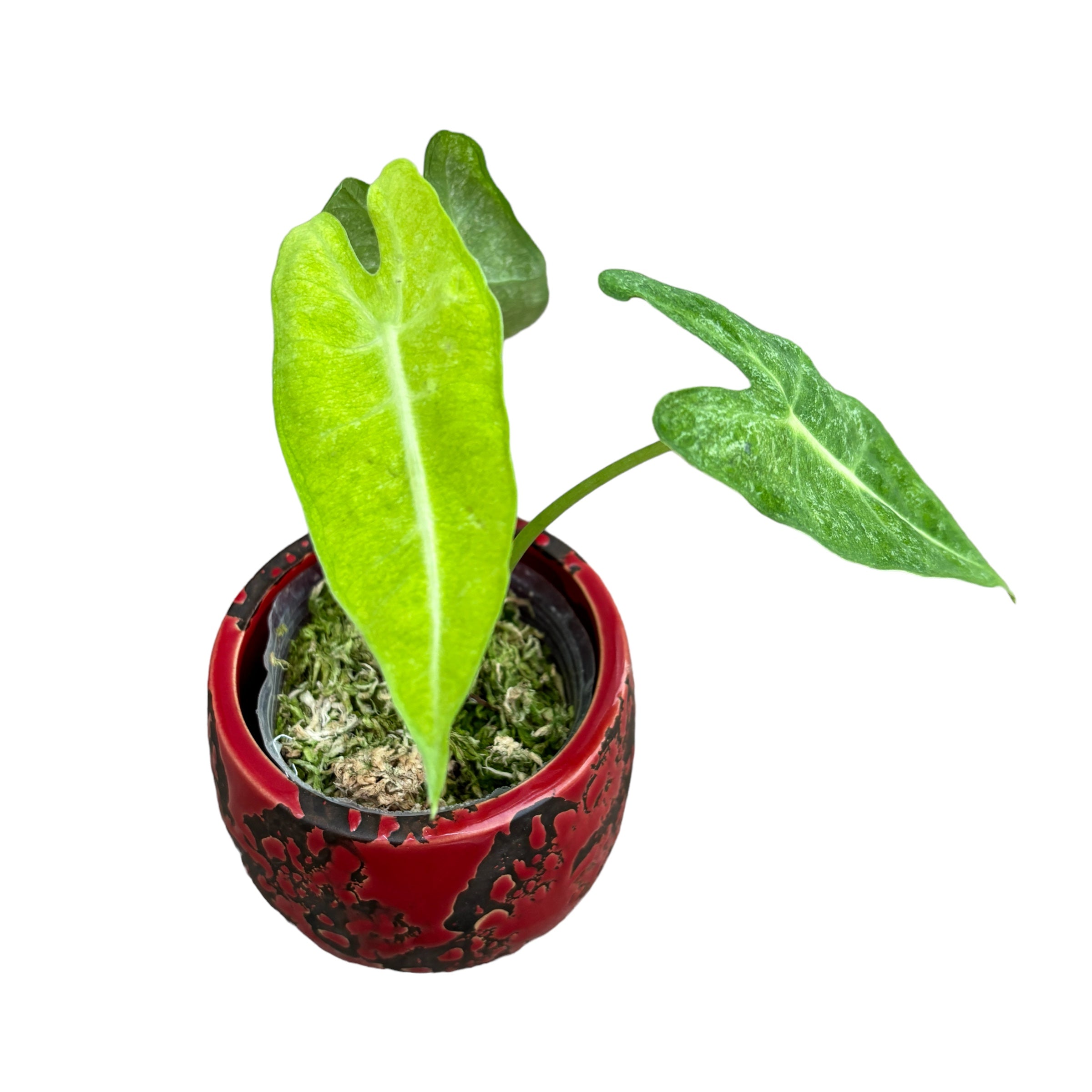 Alocasia micholitziana 'Frydek Variegata' (mint/mottled variegation)