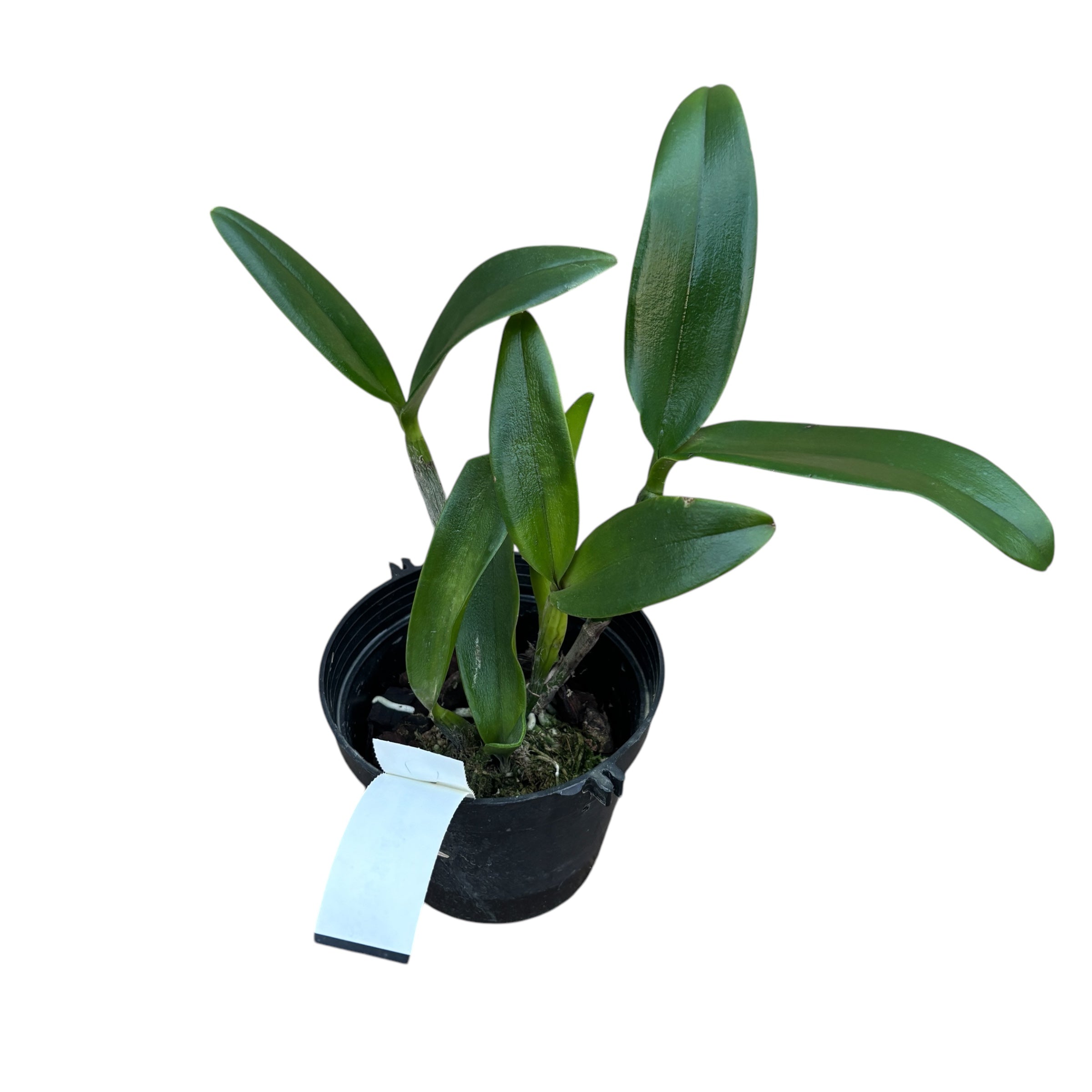 Cattlianthe Varut Startrack 'Golden Tiger' - fragrant – Secret