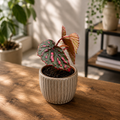 Begonia Milino čudo