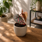 Begonia Mila's Miracle