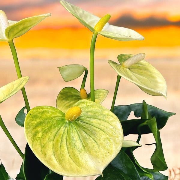 Anthurium Vanilla