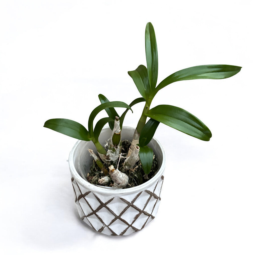 Dendrobium Enobi Purple 'Splash' AM/AOS