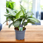 Aglaonema 'Silverado' -  planta exotica cu frunzis argintiu-metalizat