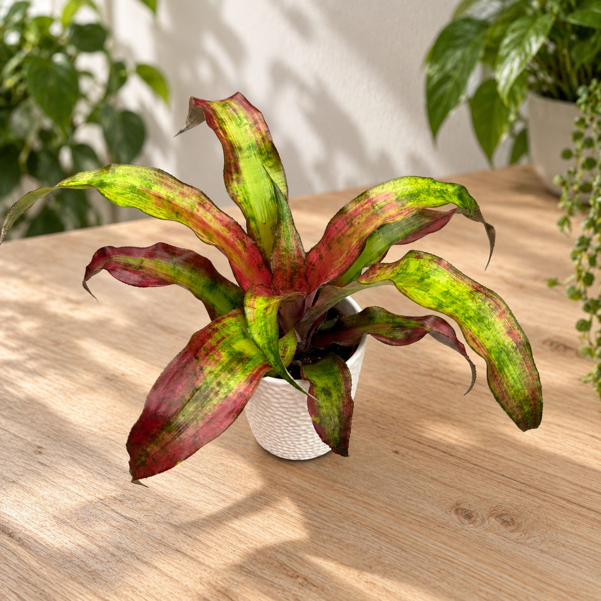 Cryptanthus ‘Strawberries Flambe’ - Mahtitähti värikkäillä lehdillä