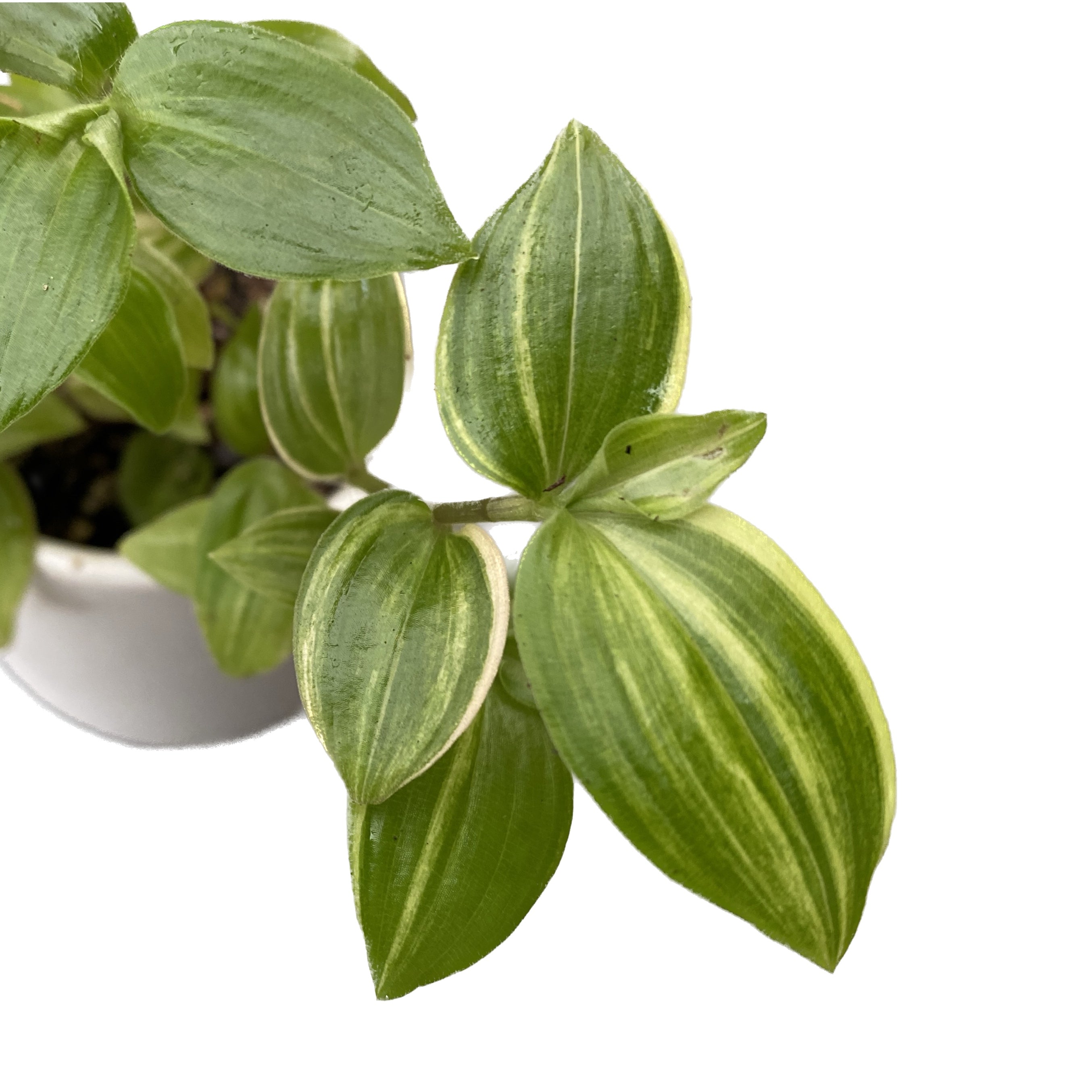 Tradescantia 'Yellow Hill' babyplant