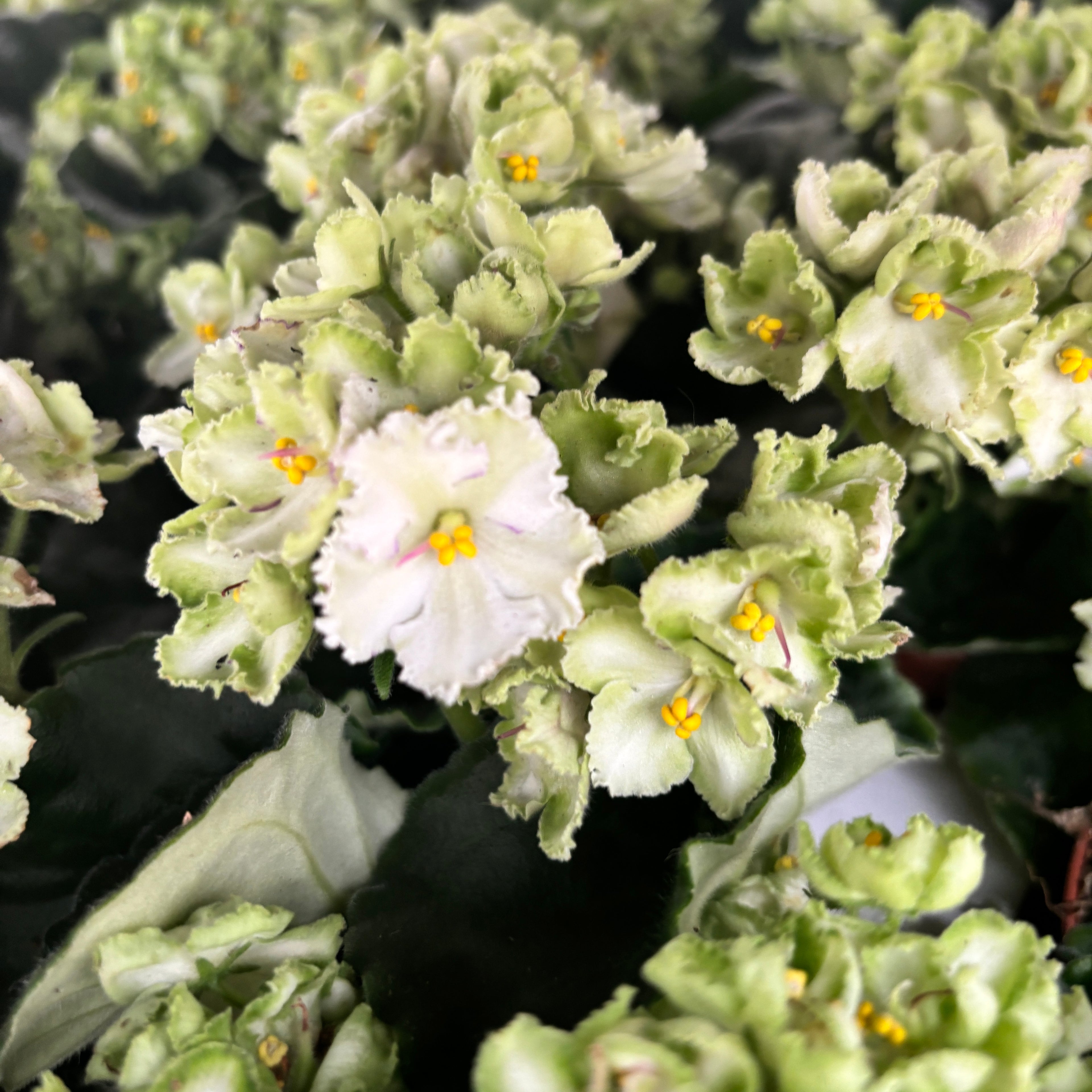 Violete verzi - Saintpaulia Inova Xtra The Green