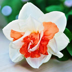 Narcise speciale cu flori duble, parfumate -  Narcissus 'Replete'