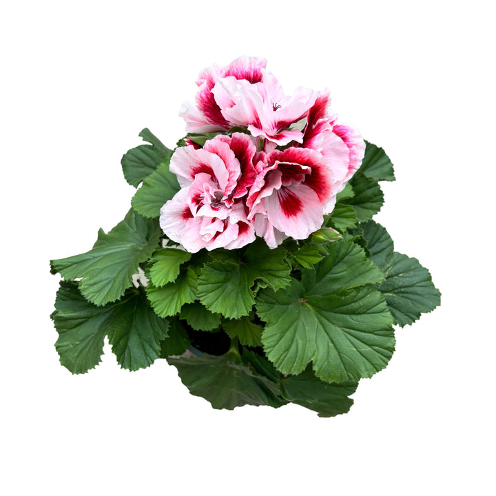 Pelargonium grandiflorum 'Elegance Pauline' (muscate englezesti)