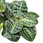 Geogenanthus Poeppigii - piante con difetti