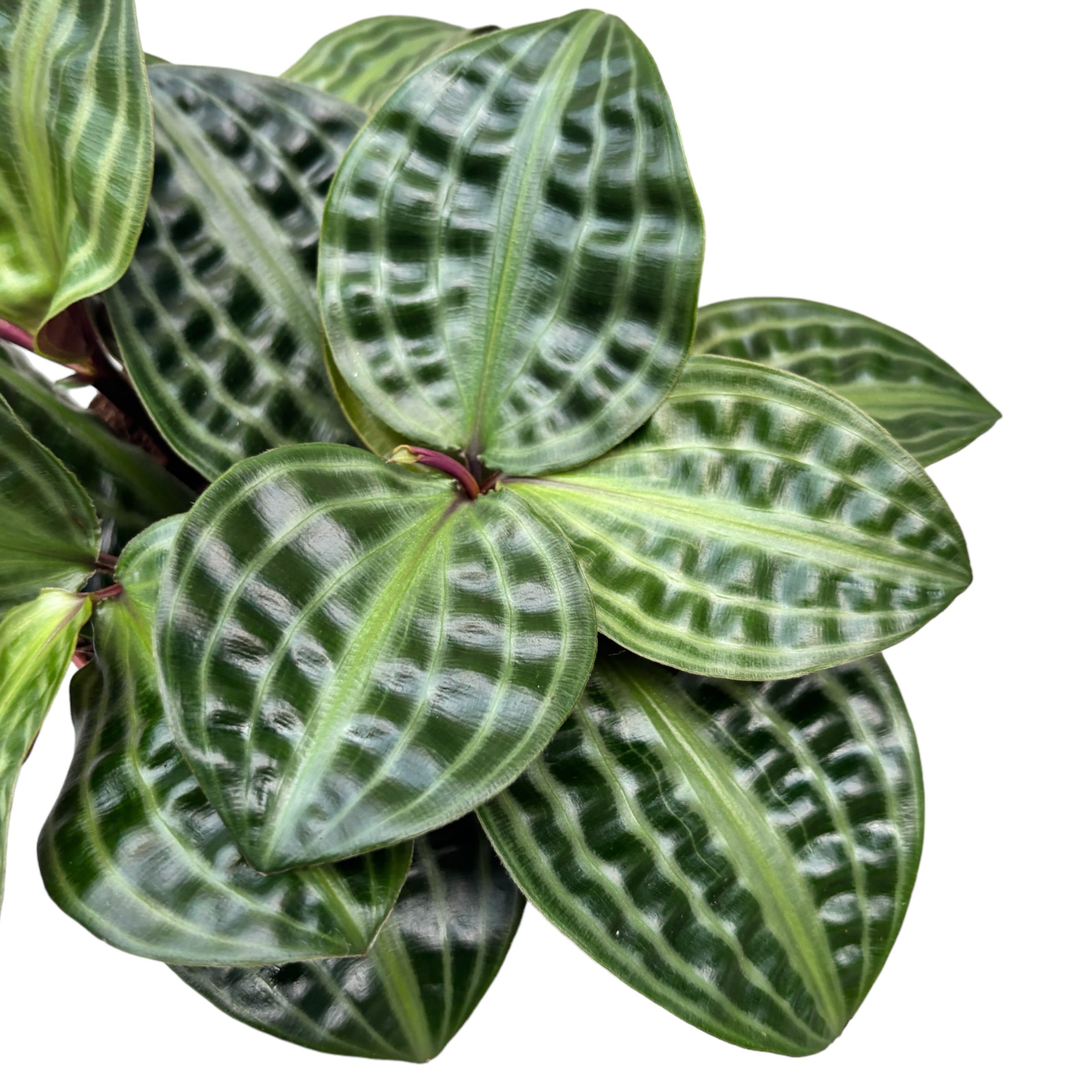 Geogenanthus Poeppigii - plante cu defecte