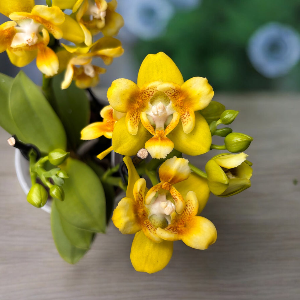 Phalaenopsis Norman's Yellow Batman - flori pelorice parfumate