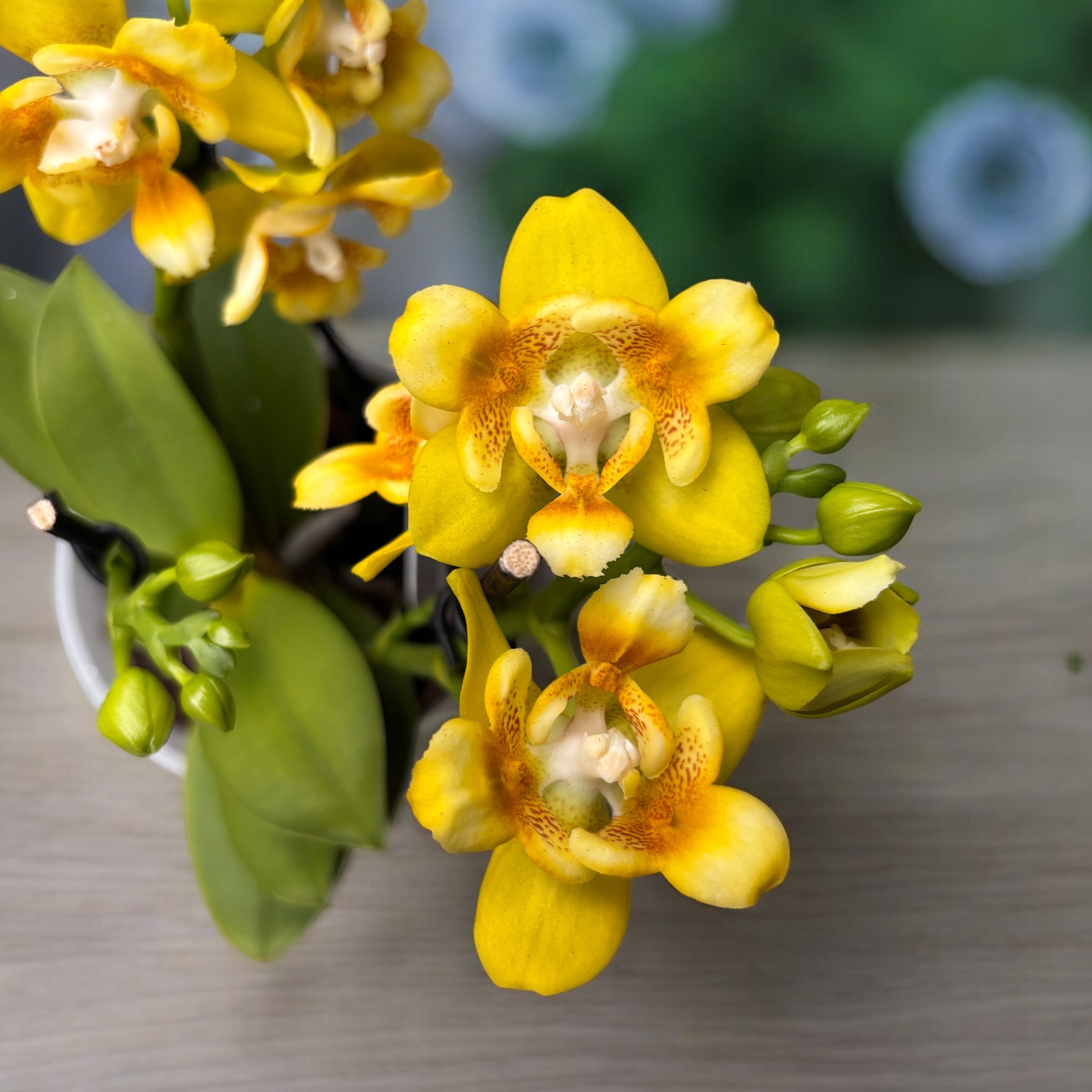 Phalaenopsis Norman's Yellow Batman - fleurs pelorées parfumées