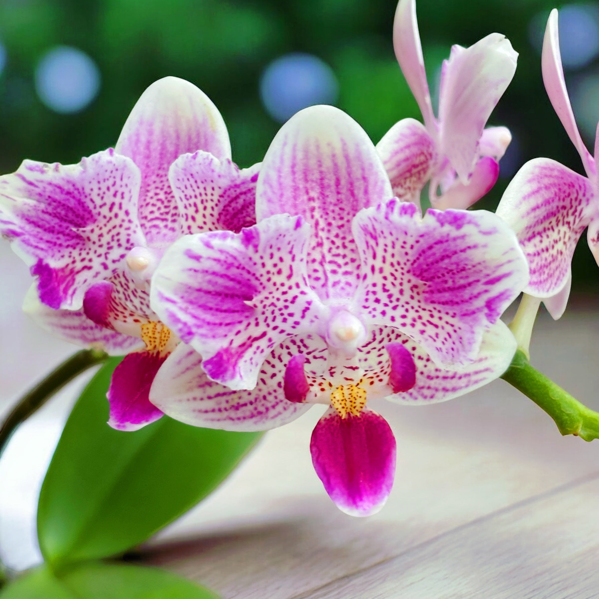 Phalaenopsis Miki Flowery Girl (peloric)