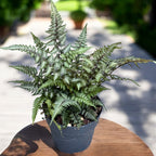 Athyrium niponicum ‘Metallicum’ - feriga japoneza cu reflexe argintii si nuante purpurii